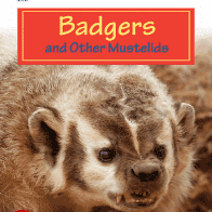 Badgers and Other Mustelids 🔊