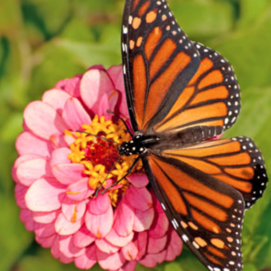 Monarch Butterflies - FactCite 123 🔊 