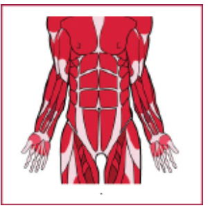 Diagram of muscles in a body