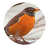 A book cover shows a brown bird with an orange breast perched on a light-colored branch against a blurred, light background.