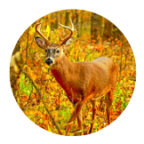 A book cover features a majestic deer with large antlers standing among golden autumn foliage.