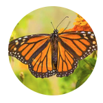 Monarch Butterflies 🔊