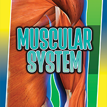 Muscular System 🔊