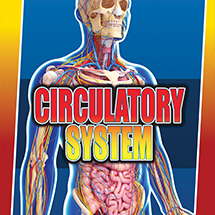 Circulatory System 🔊