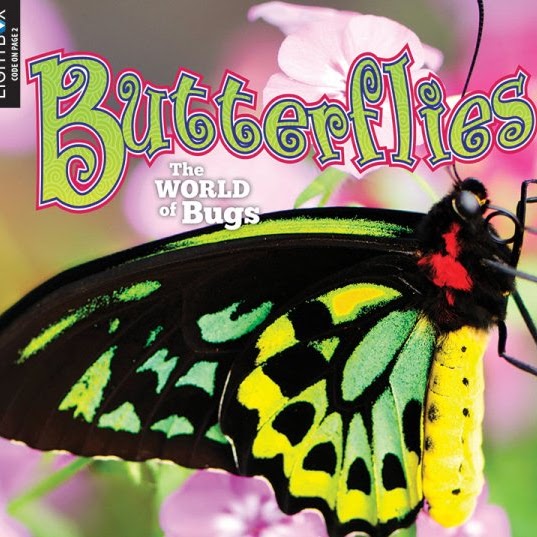Butterflies 🔊