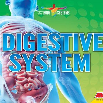 Digestive System 🔊