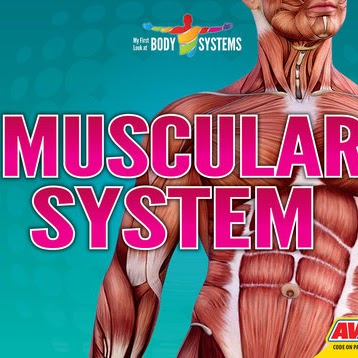A book cover showing a drawing of the muscles in a person's body.