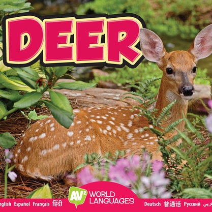 Deer 🔊