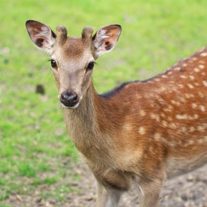 Deer 🔊