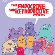 The Endocrine and Reproductive Systems 🔊