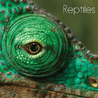 A book cover features an extreme close-up of a chameleon's eye, with its textured, bright green skin and a dark pupil, set against a blurred green background.