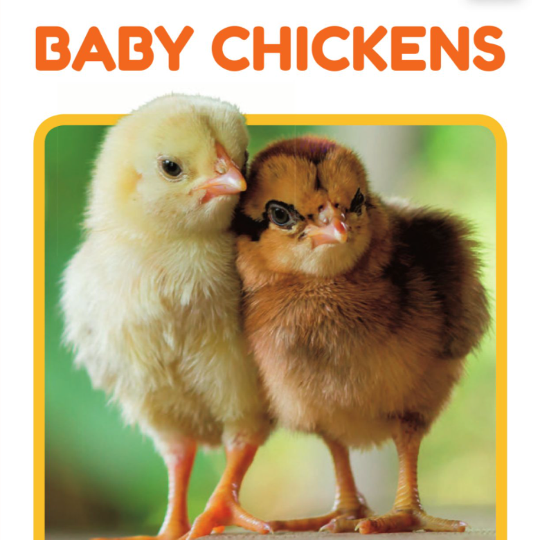 Baby Chickens