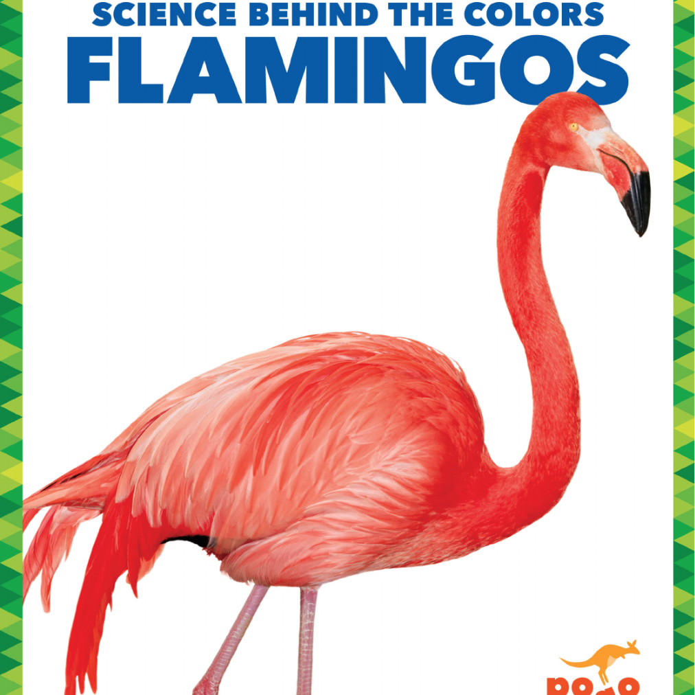 Flamingos 🔊