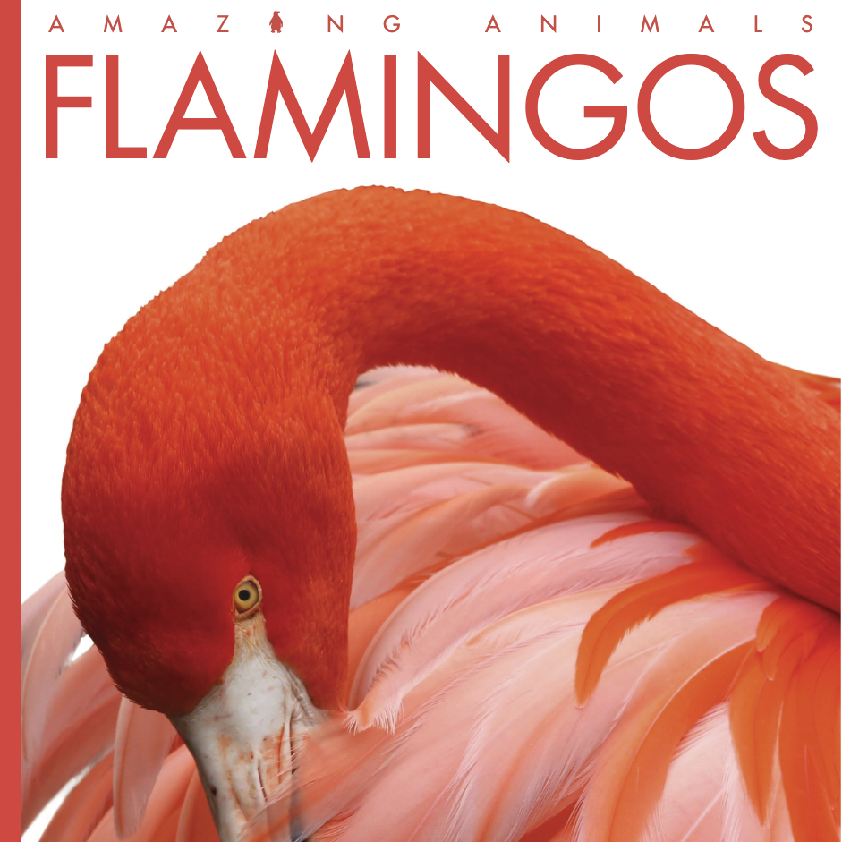 Flamingos 🔊