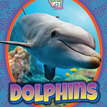 Dolphins 🔊
