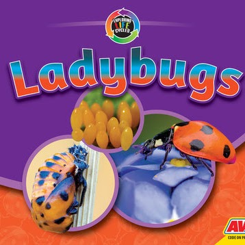 A book cover features a ladybug on a blue flower, with two circular insets showing a cluster of yellow ladybug eggs and a ladybug pupa, all set against a purple and orange background.