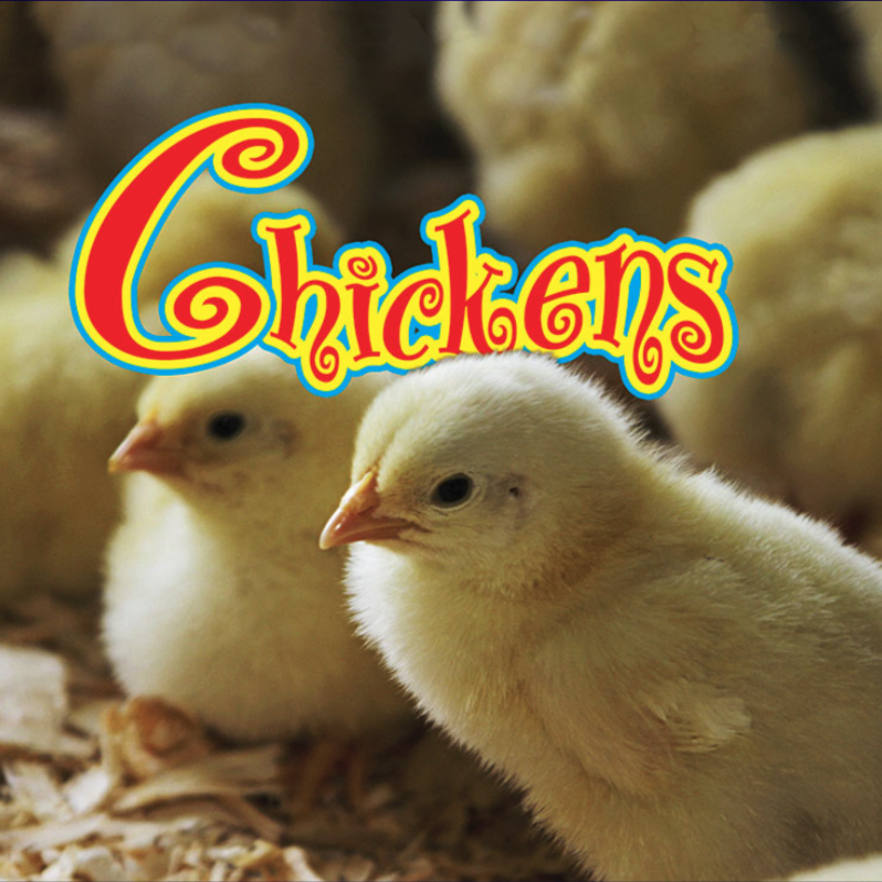 A book cover features several fluffy yellow chicks, with two in sharp focus in the foreground, standing on what appears to be wood shavings.