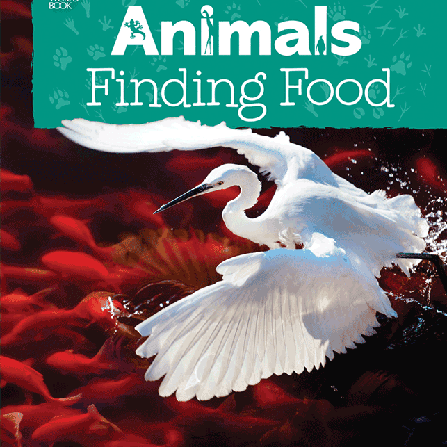 A book cover shows a great egret with white feathers and a black beak in mid-stride, with its wings spread, standing in shallow red water filled with numerous red fish, with the title "Animals Finding Food" in white letters on a teal banner above, accompanied by various animal tracks.