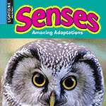 Senses 🔊
