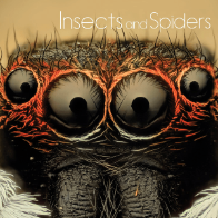 A book cover shows an extreme close-up of a spider's face with large, dark eyes and reddish-orange bristles, set against a blurred brown background.
