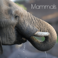 A book cover shows a close-up of an elephant's trunk as it drinks water, with droplets falling from its mouth, set against a blurred, dark background.