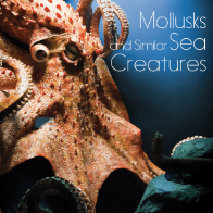 Mollusks and Similar Sea Creatures 🔊