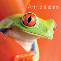 Animal Lives: Amphibians 🔊