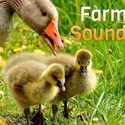 Farm Sounds 🔊