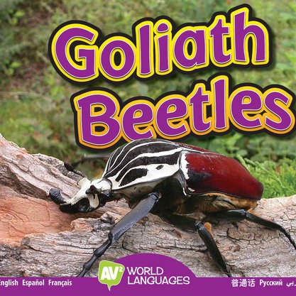 Goliath Beetles (multiple languages) 🔊