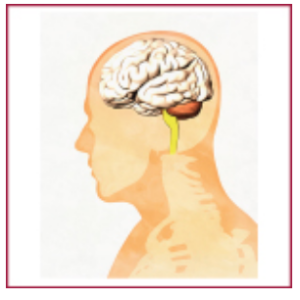 A visual aid showing the inside of a head with a brain inside.