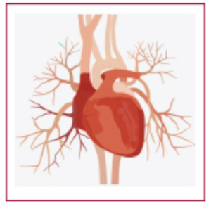 A graphic showing a human heart.