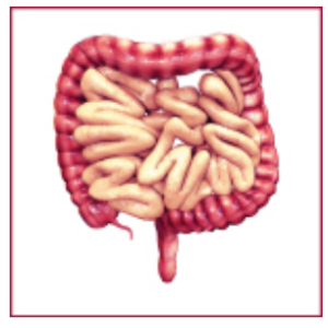 A graphic showing the small and large intestines