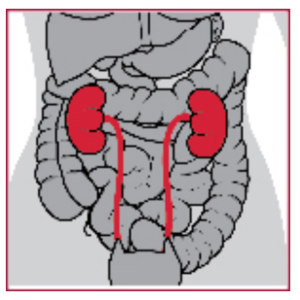 A diagram of organs in a body with the kidneys colored red.