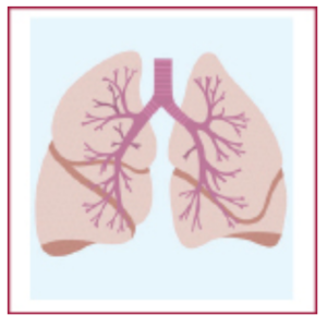 Diagram showing the lungs.