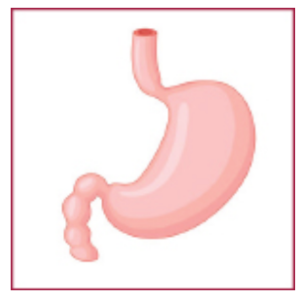 Graphic drawing of a stomach