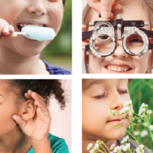 Four pictures grouped together show a child eating a popsicle, looking through glasses, cupping a hand to their ear and smelling flowers.