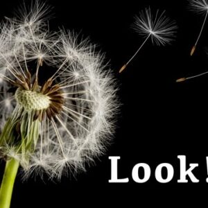 A book cover showing a dandelion with seeds blowing off