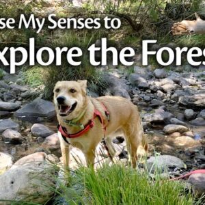 A book cover showing a dog by a creek