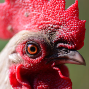 A close-up of a rooster's head shows its vibrant red comb and wattle, a dark eye with an orange iris, and a pointed beak, set against a blurred green background.