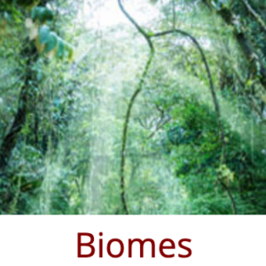 A vibrant green forest with sunlight filtering through the dense canopy, and the word "Biomes" in dark red text below the image.