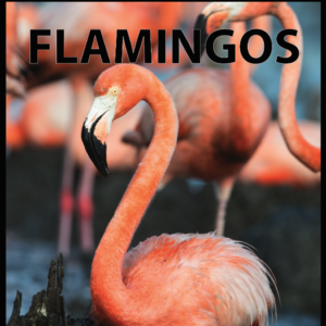 A book cover features a vibrant pink flamingo with its head and long neck visible in the foreground, with other blurred flamingos in the background.