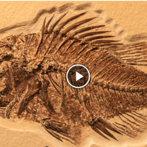 Fossil of a fish