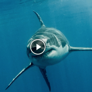 A shark swimming underwater