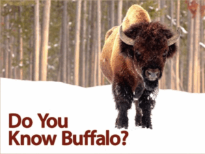 Do You Know Buffalo? Book cover