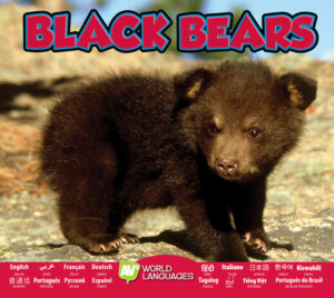 Black Bears book cover