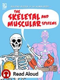 Skeletal and Muscular System